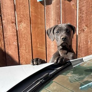 Meet your Posher, George